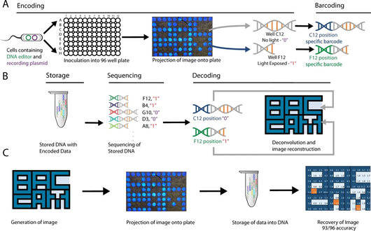 DNA Data Storage: Archiving Digital Files in Molecules